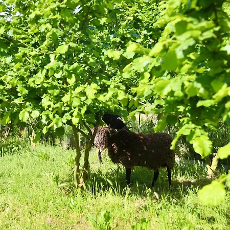 Aries Albania 别墅 Vorë