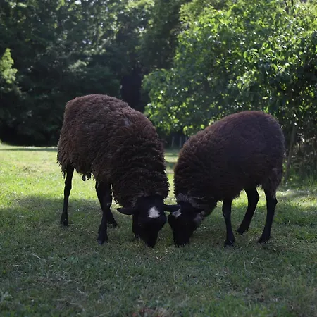 Aries Albania Vorë
